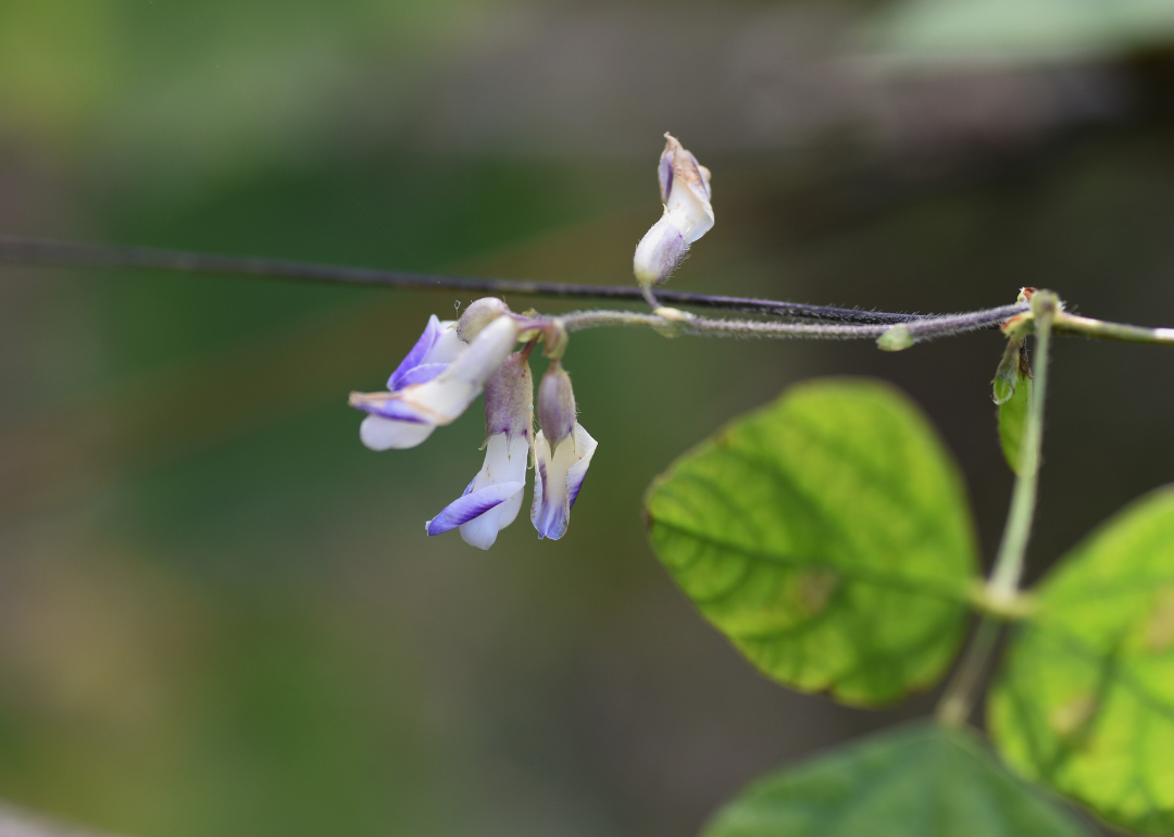 Small purple blooms.