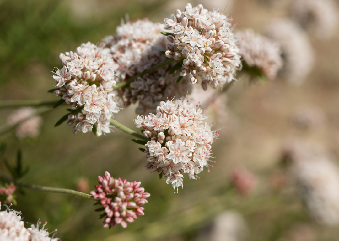 Light pink flowers.