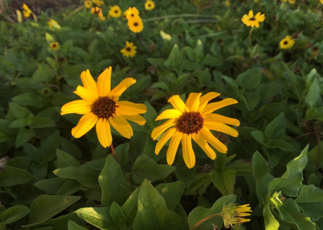 Silverleaf sunflowers.