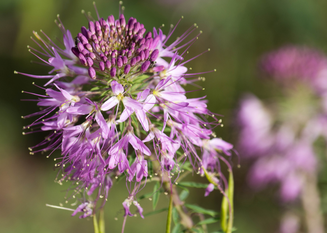 A purple rocky mountain bee plant.