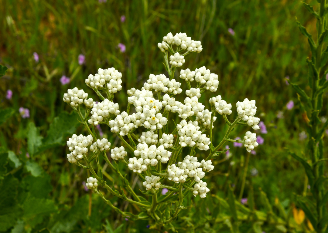 A white rabbit tobacco plant.