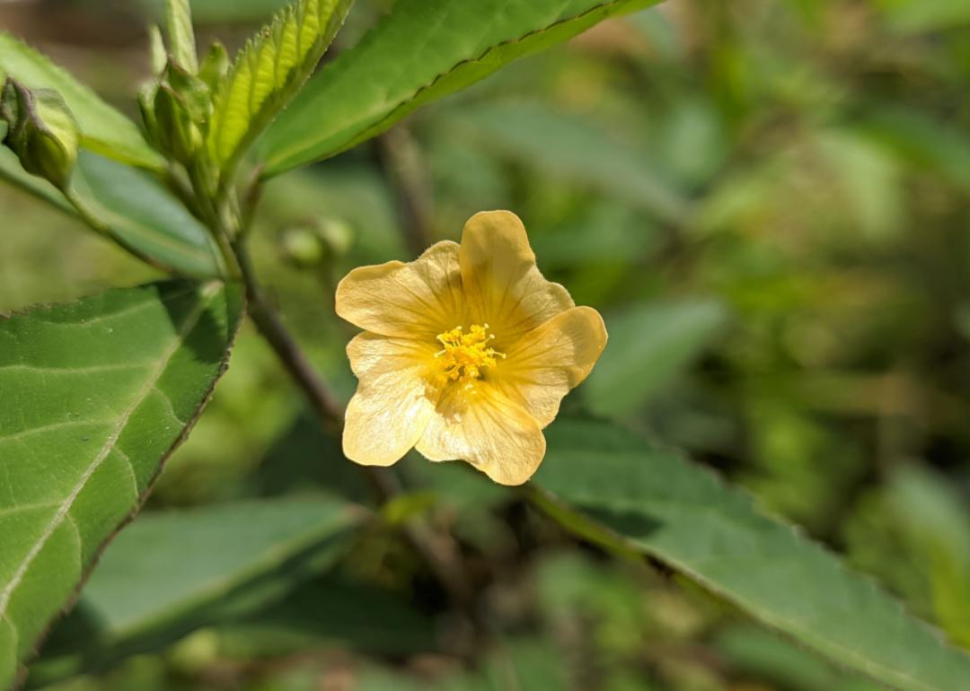 A yellow flower.