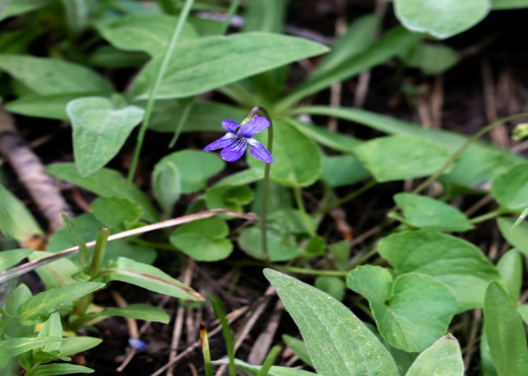 A purple northern bog violet.