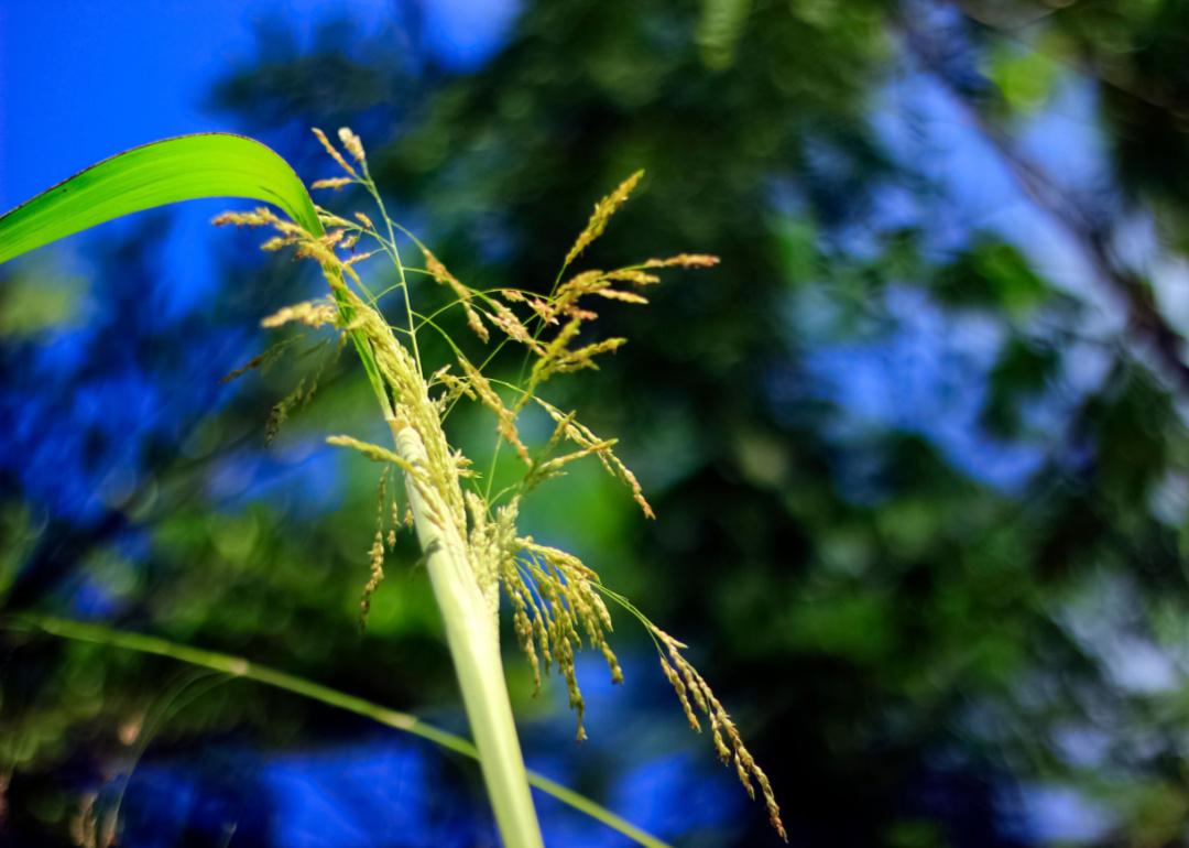 A green zizania aquatica.