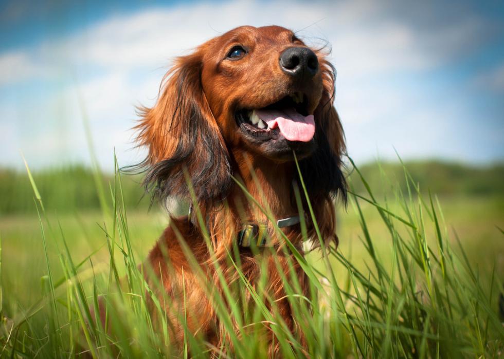 Long-haired red dachshund smiling in a field.