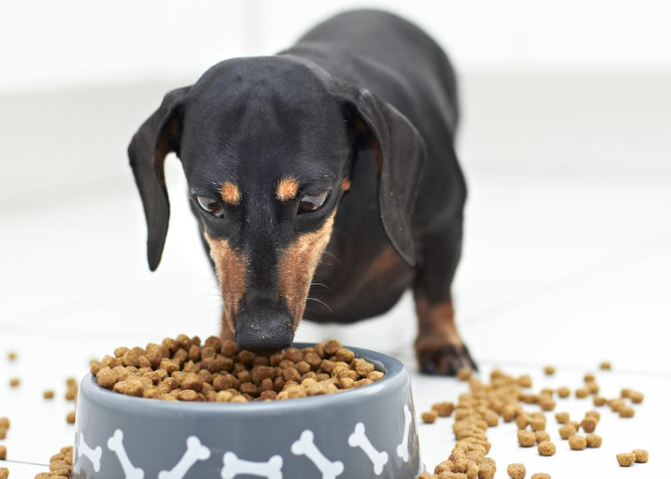 Black dachshund eating kibble.