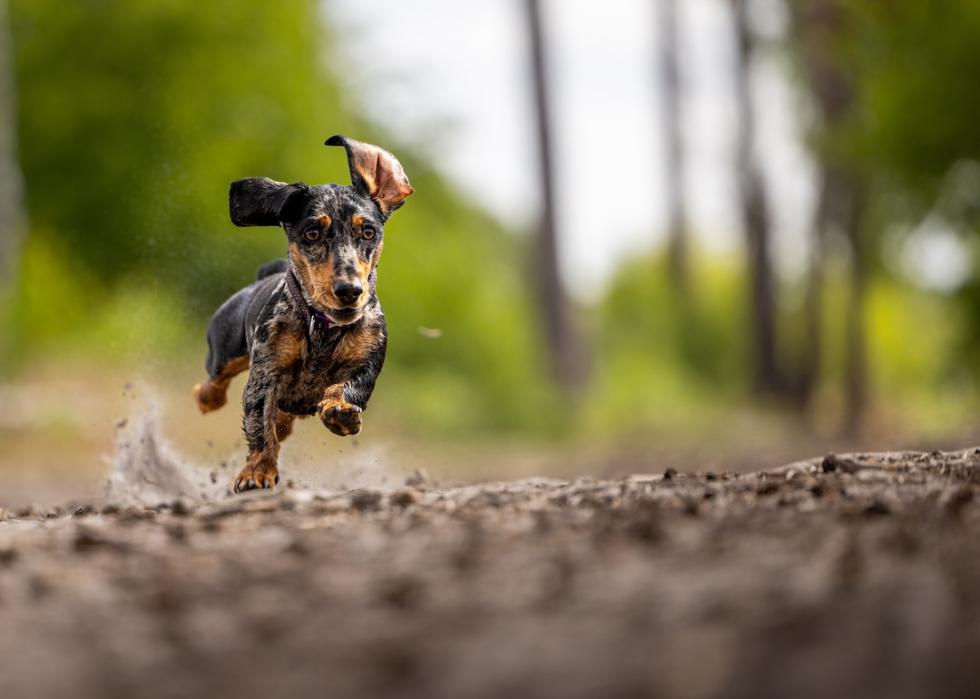 Dapple dachshund puppy sprinting through a muddy woodland trail, with its ears flying while kicking up dirt.