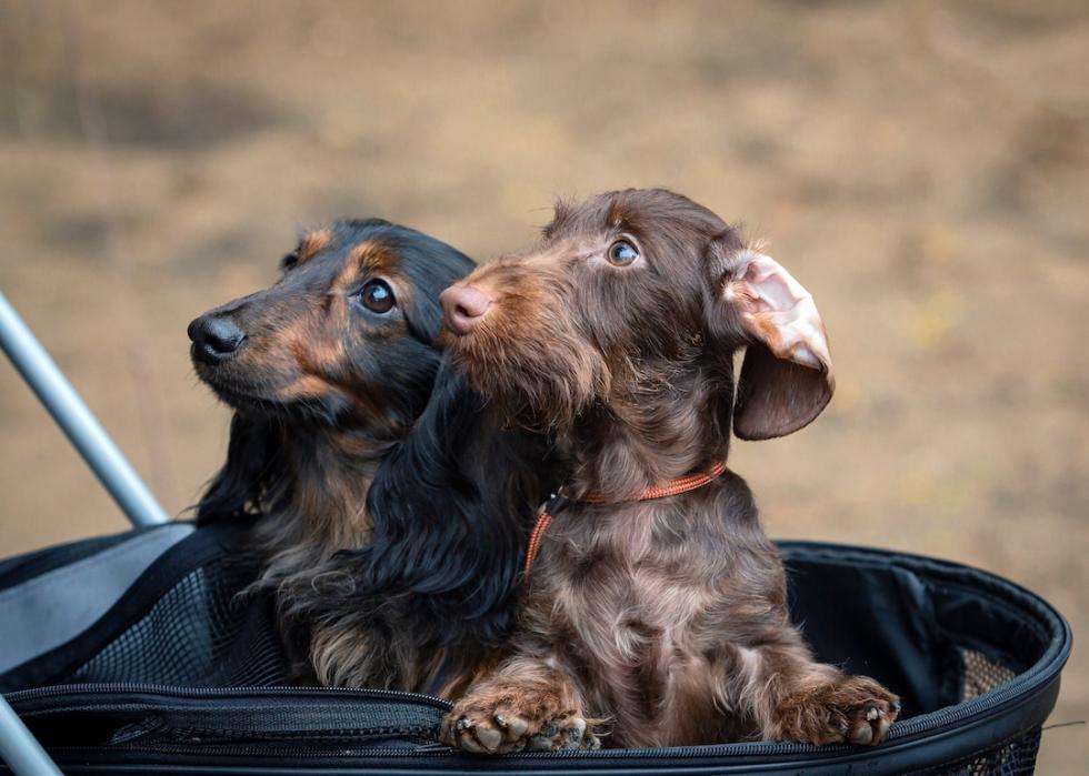 A pair of dachshund dogs looking out of a stroller.