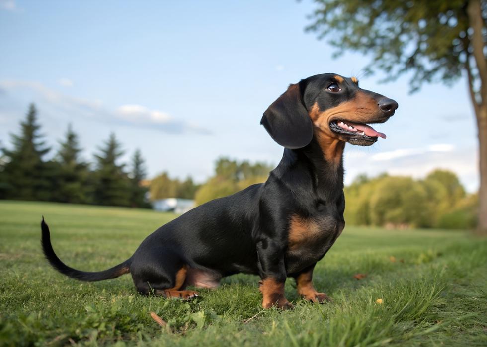 A black and brown dachshund dog standing in the grass.