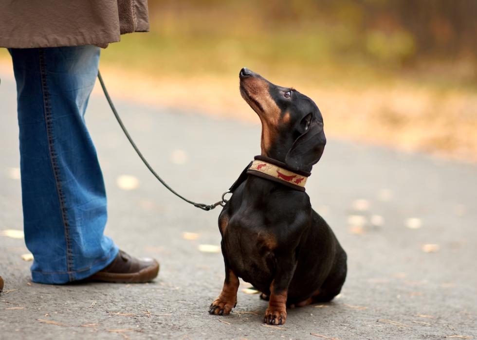 A miniature dachshund, with a shiny black coat and tan markings, sits while on the leash.
