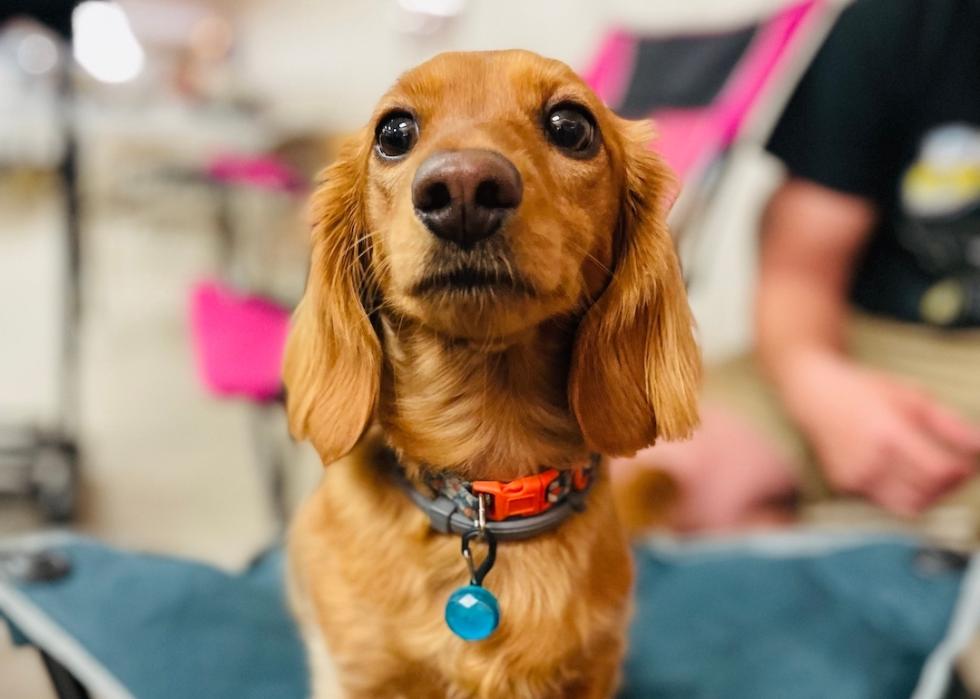 Miniature dachshund waiting to be groomed.