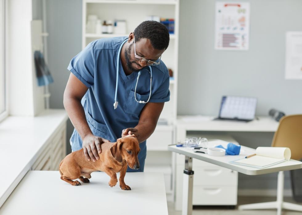 Vet examining brown dachshund.
