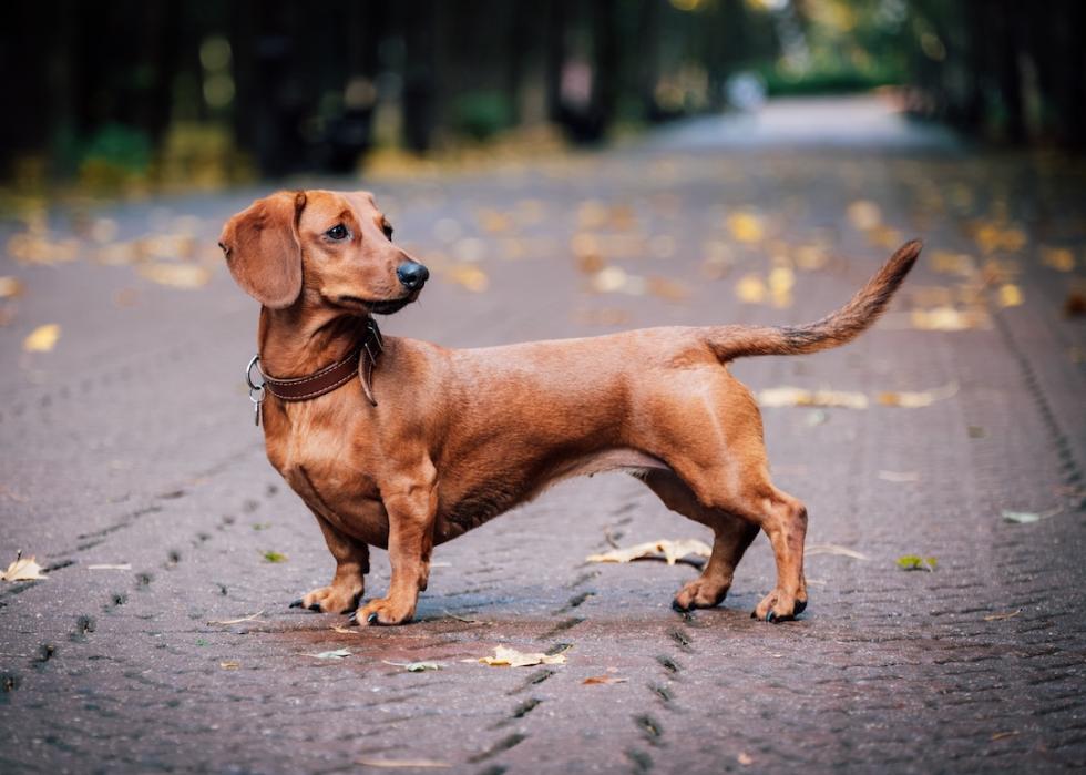 Red dachshund in the park in the fall.