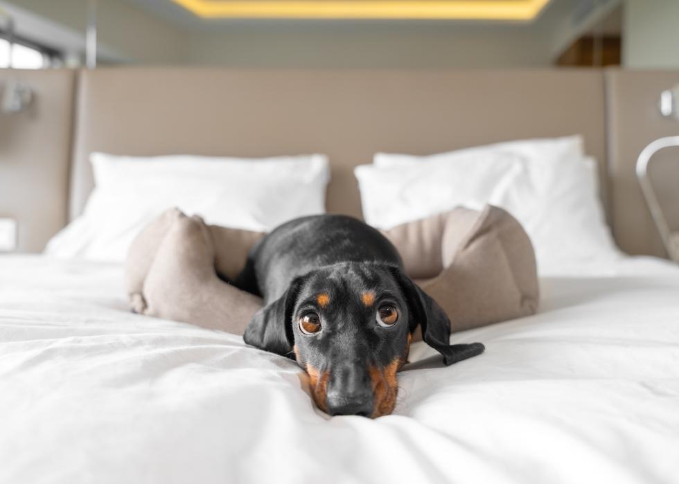 Dachshund lying a bed looking at the camera.