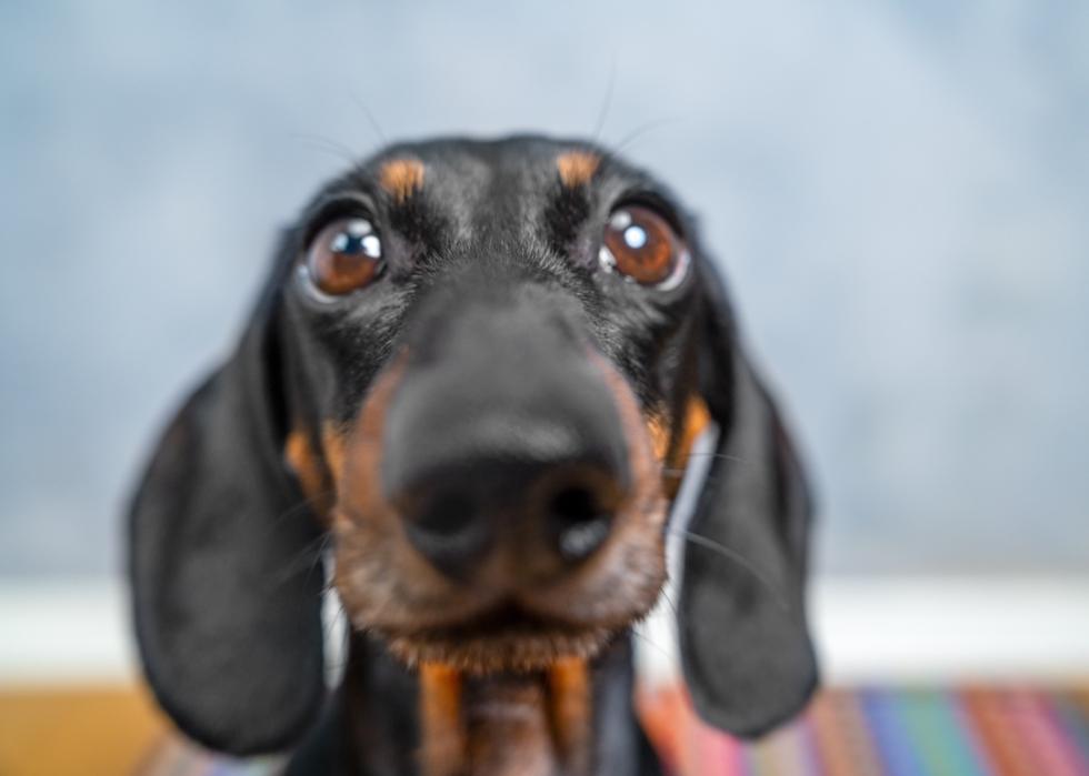 Dachshund with big eyes and smooth black fur, staring intently.