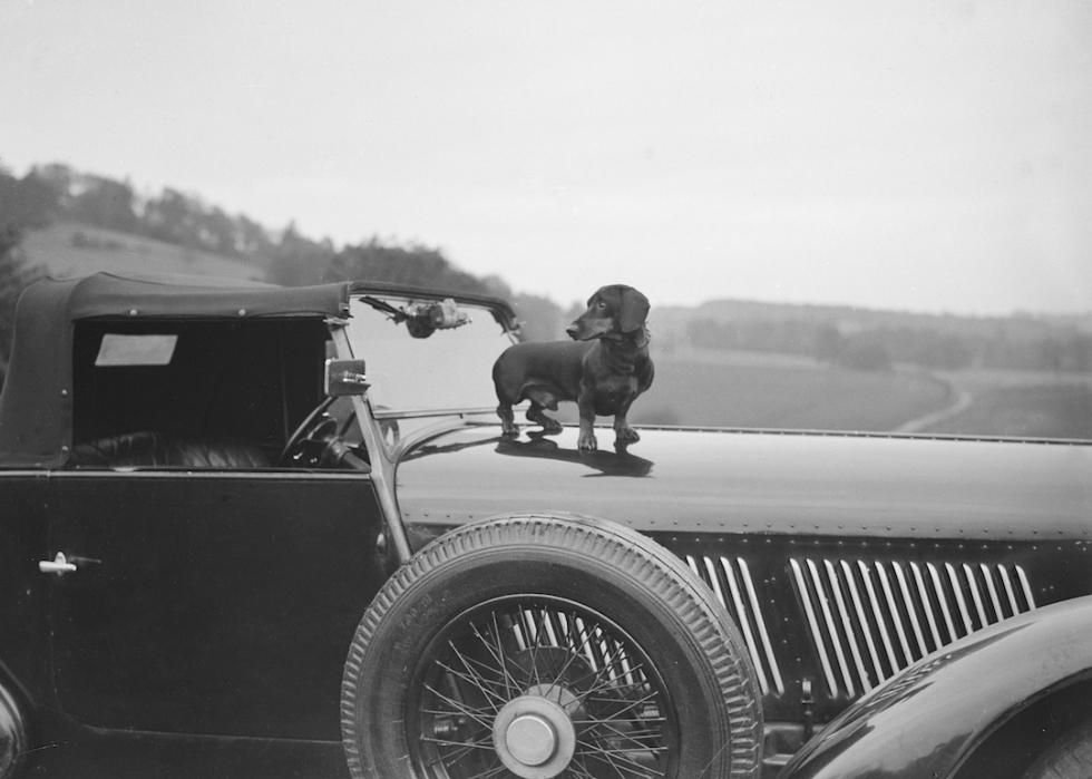 Dachshund standing on the bonnet of a Bentley.