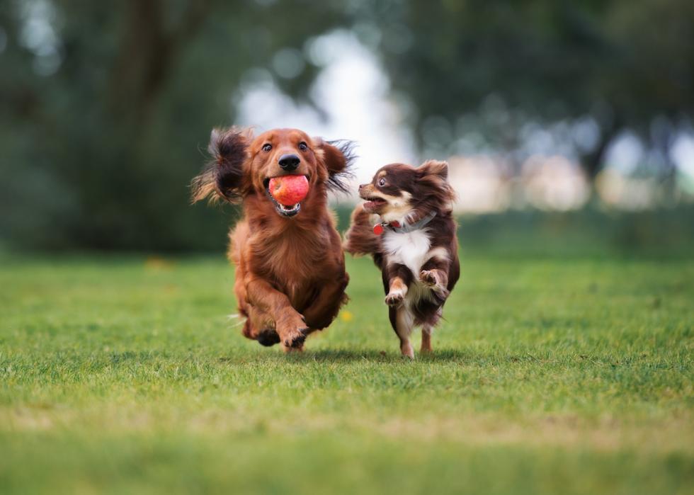 Two small dogs, a dachshund and a chihuahua, playing together outdoors.