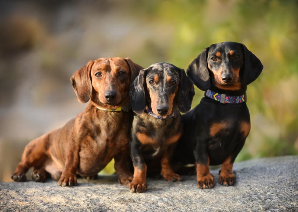 Three brindle, marbled, and black tan dachshunds on an autumn day, standing on a rock.
