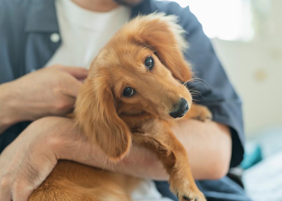 Brown dachshund being held by its owner.