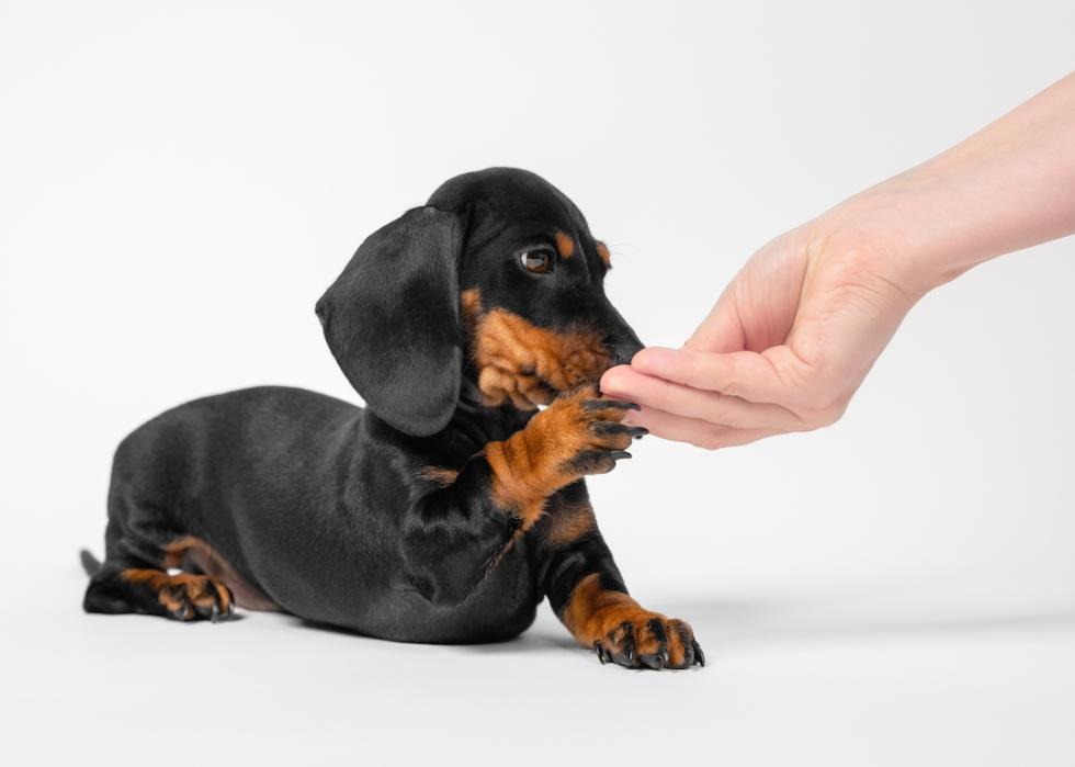 Owner giving a treat to dachshund puppy during training.