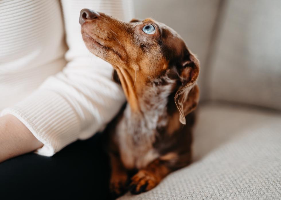 Mini dachshund with unique blue eyes sitting next to owner.