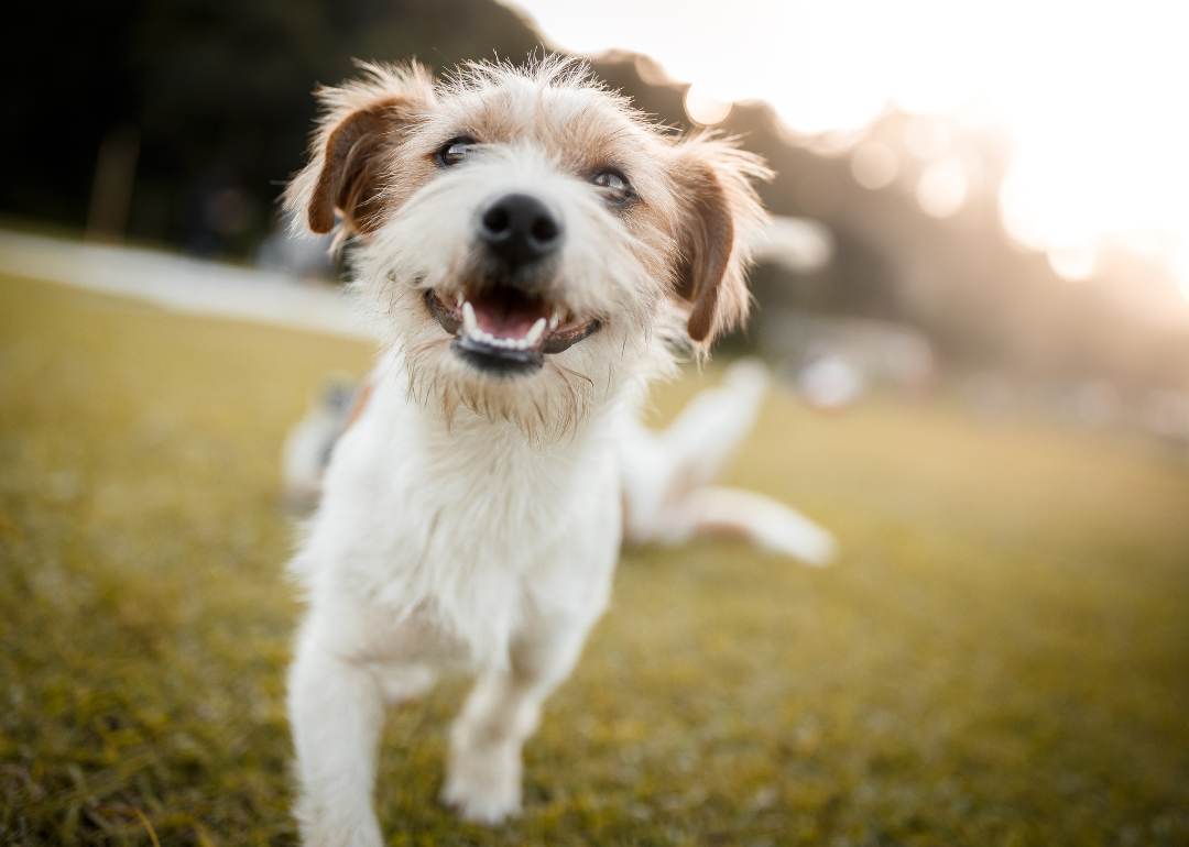 A small brown-and-white dog.