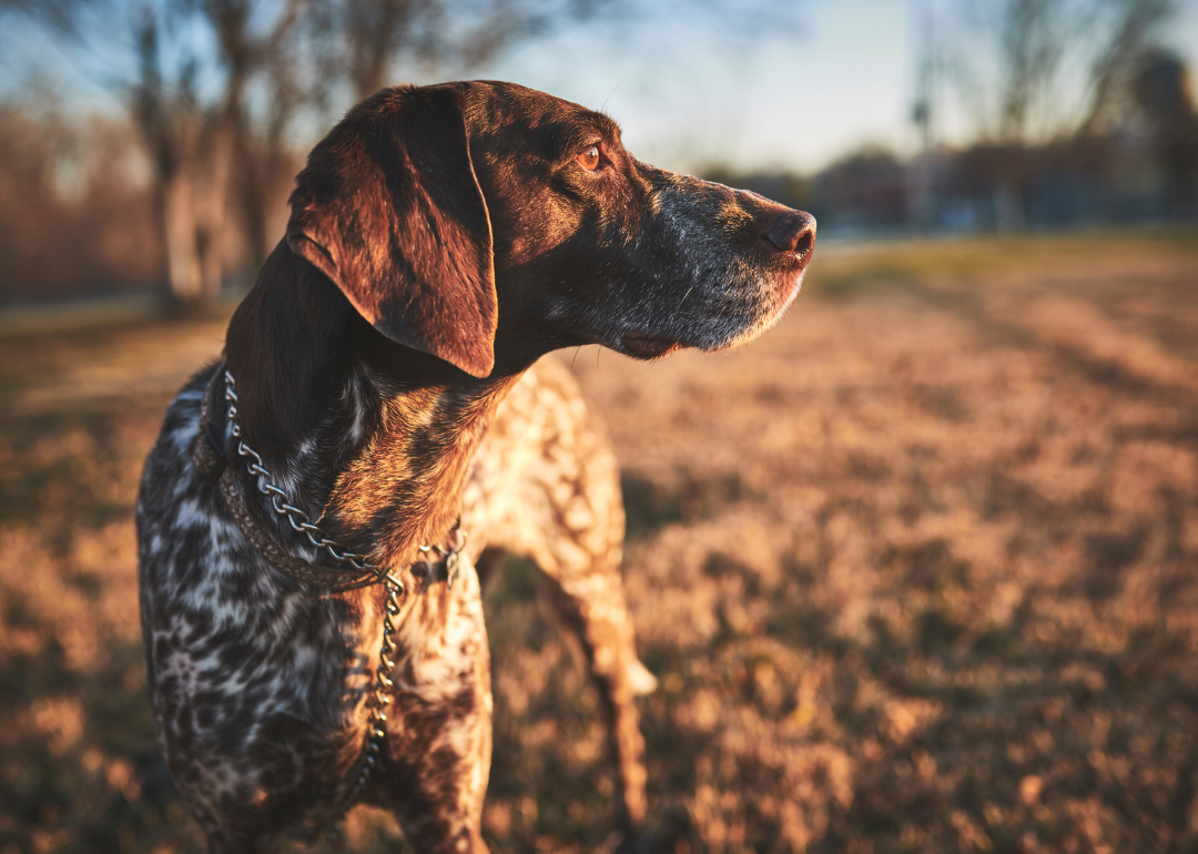 A black-and-white pointer dog outside.