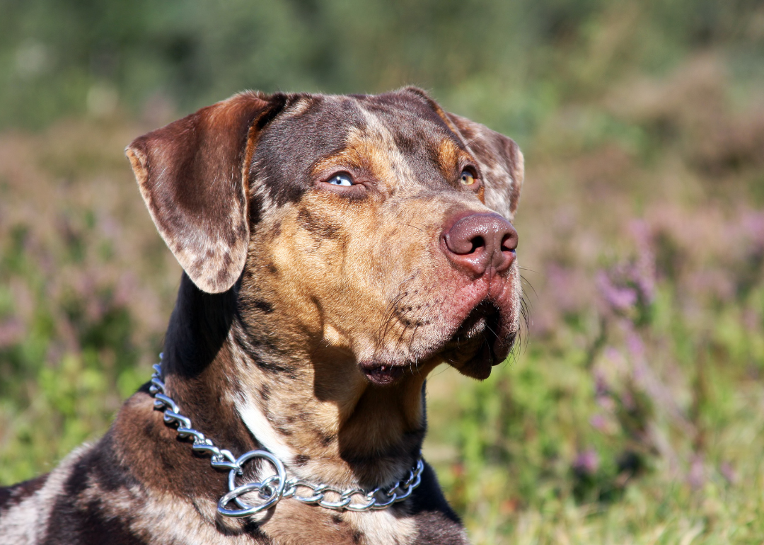A Catahoula leopard dog.