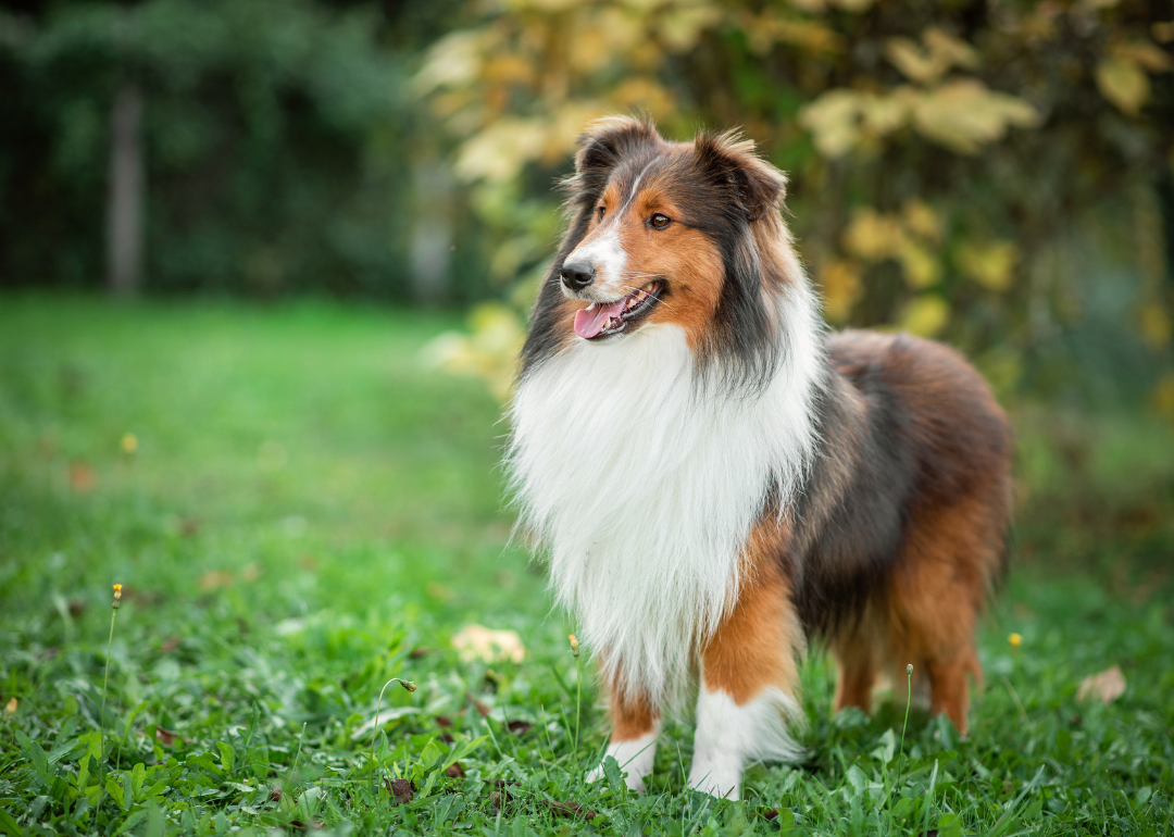 A collie dog outside.