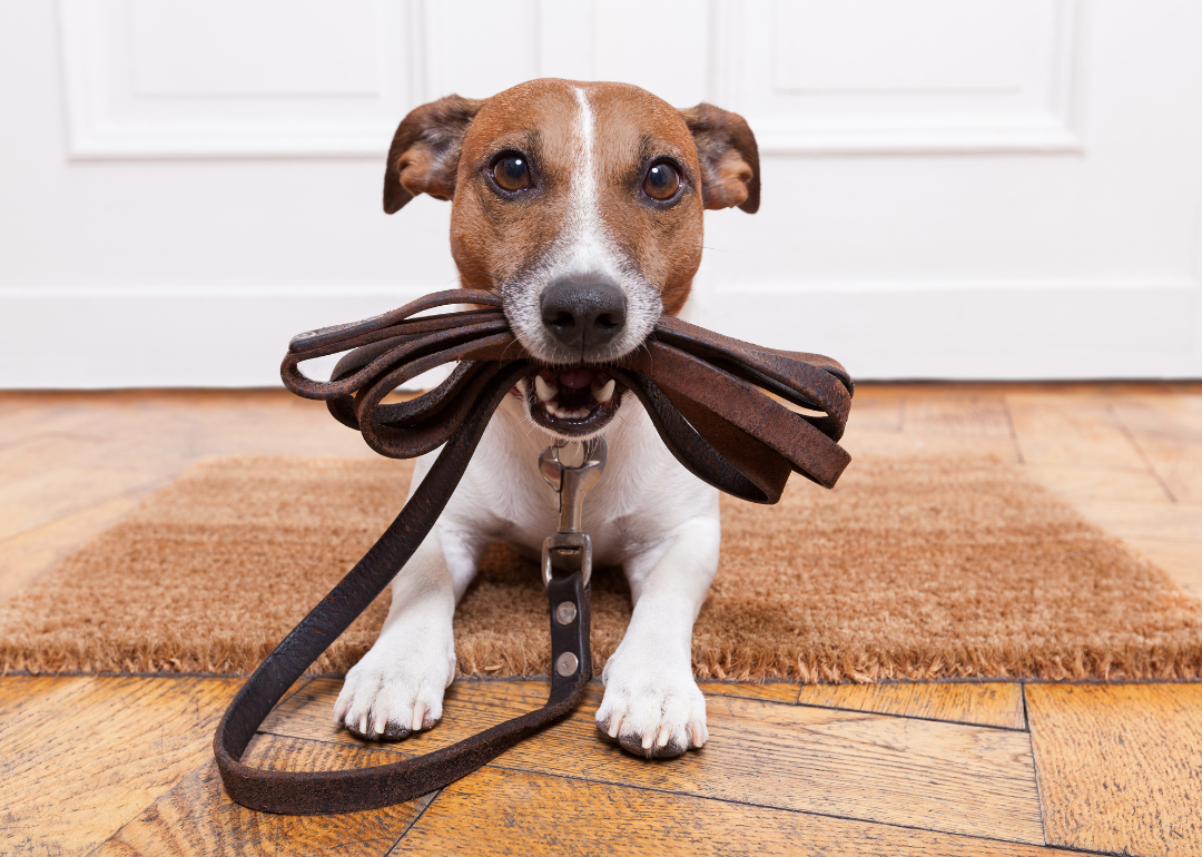 A small brown-and-white dog sitting by the door holding a leash in its mouth.