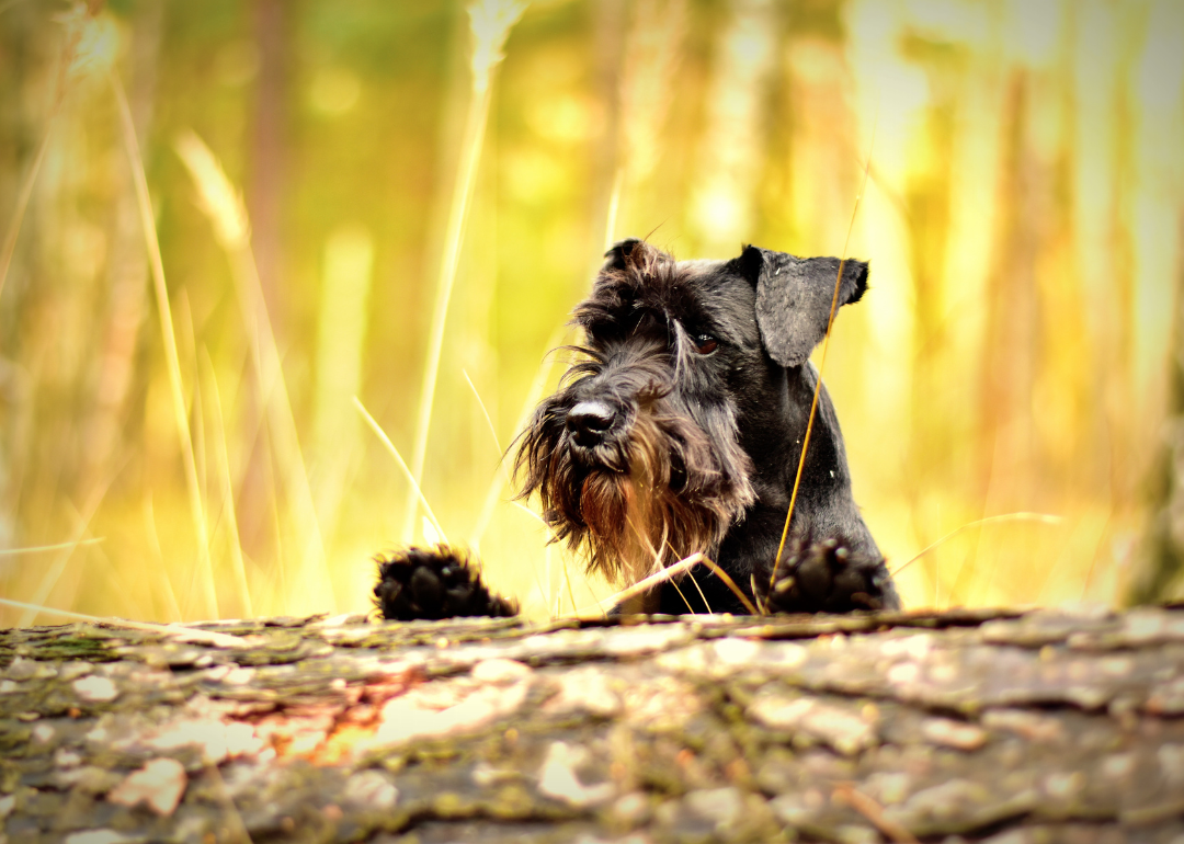 A black miniature schnauzer looking over a log.
