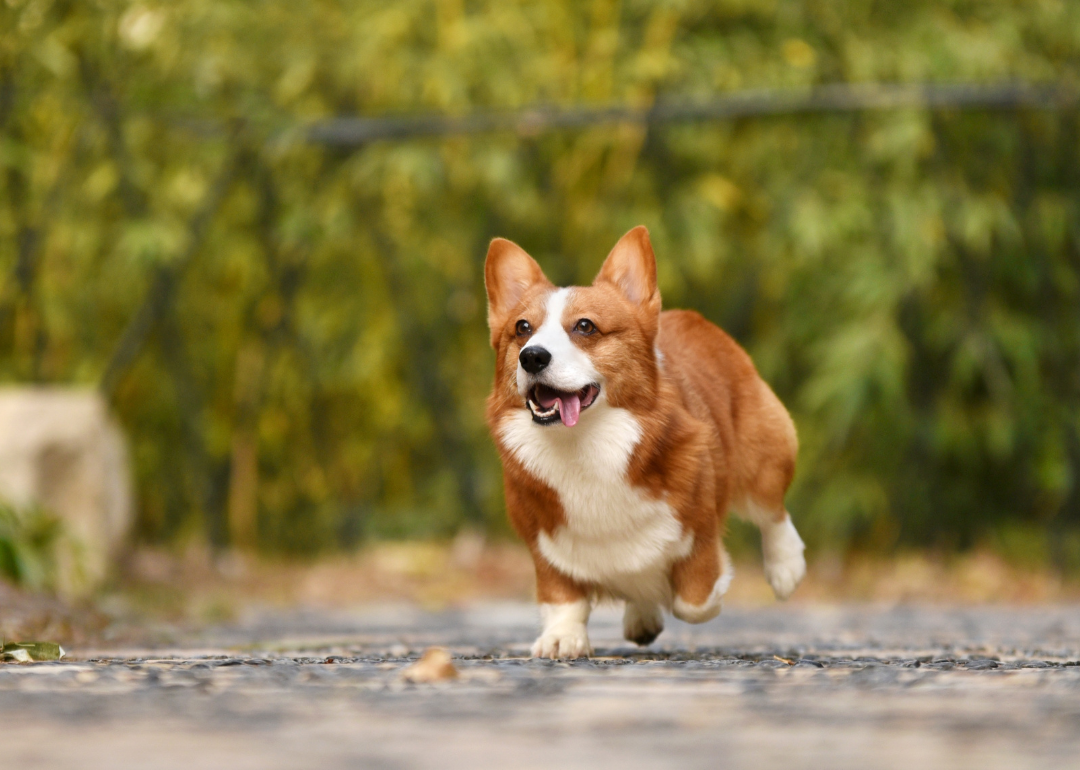 A brown-and-white corgi running.