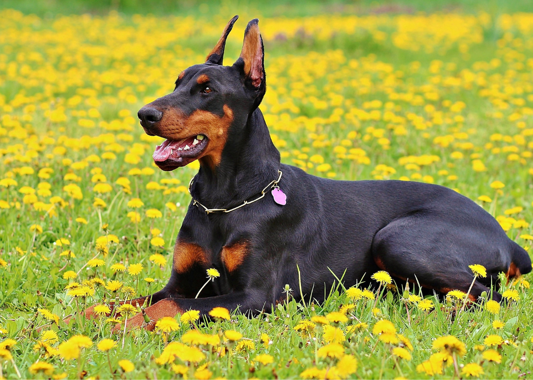 A doberman lying in a field of yellow flowers.