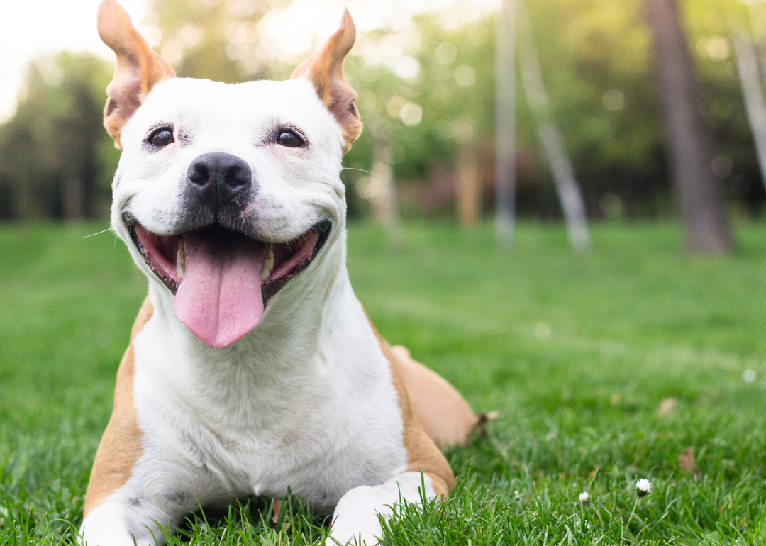 A happy white-and-brown dog lying in the grass.