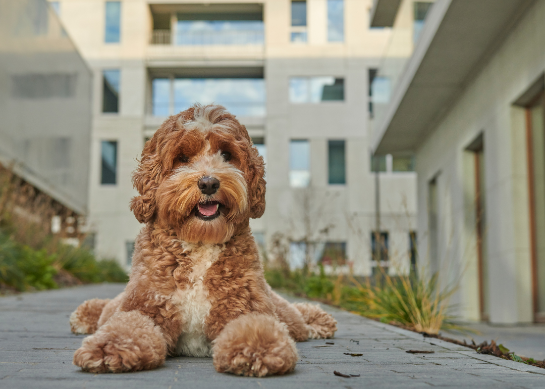 A brown labradoodle sitting on a sidewalk.