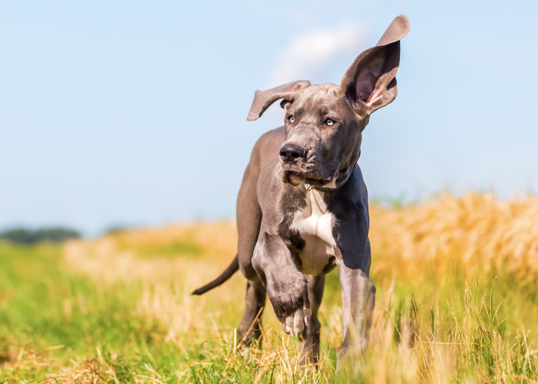 A gray great dane puppy in a meadow.