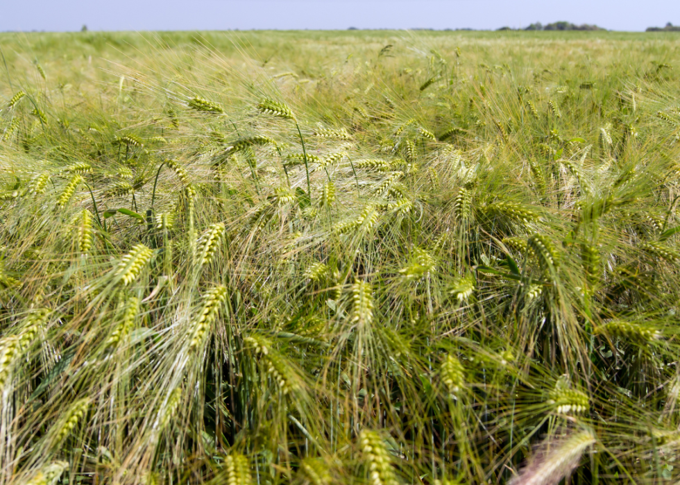 A field of barley.