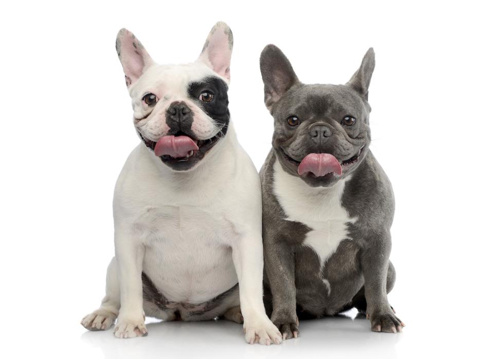 Studio shot of two French bulldogs sitting on white background.