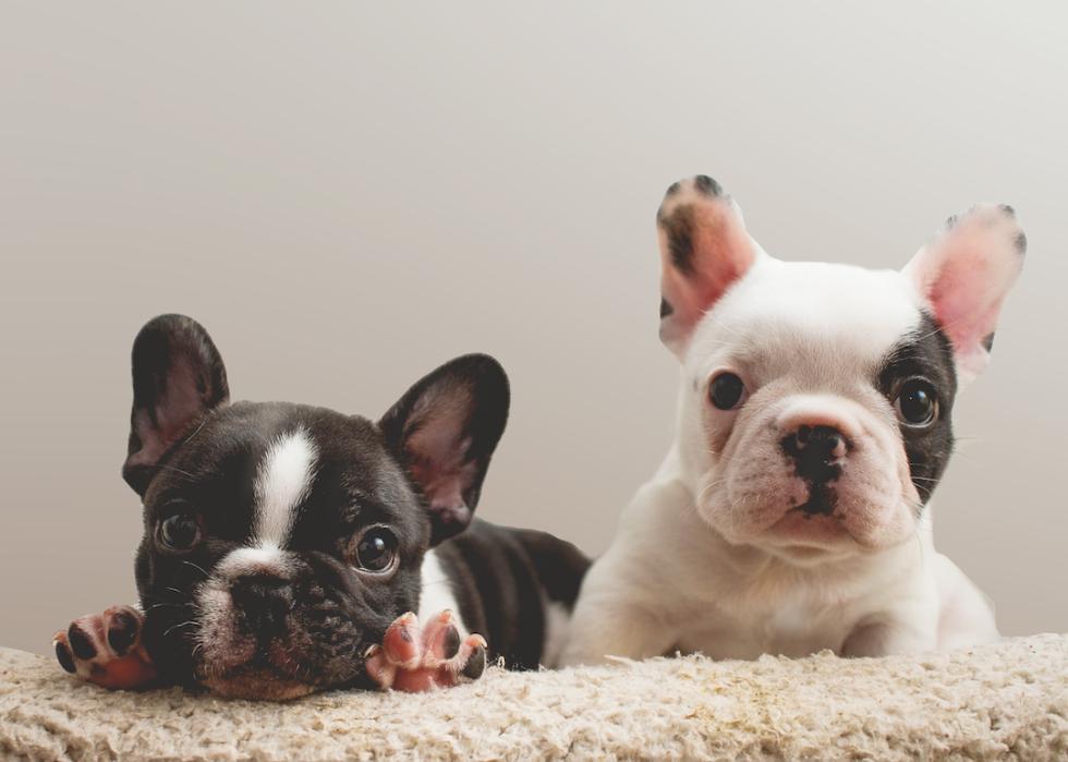 Two French bulldog puppies sitting next to each other on a blanket.