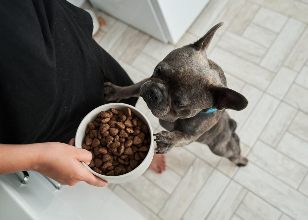 French bulldog awaiting command from his owner to eat.