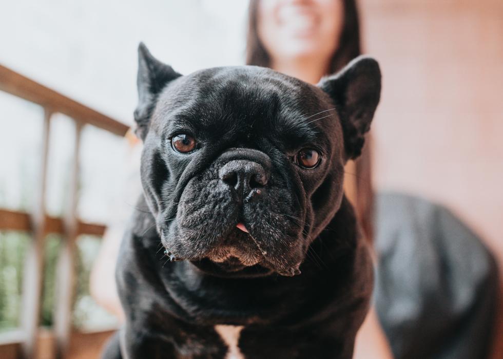 Black French bulldog stares into the camera.