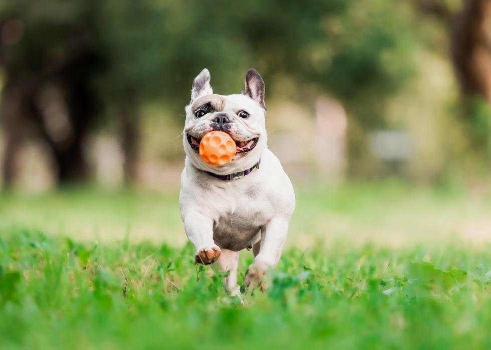 A French bulldog runs through the grass with a ball in his mouth