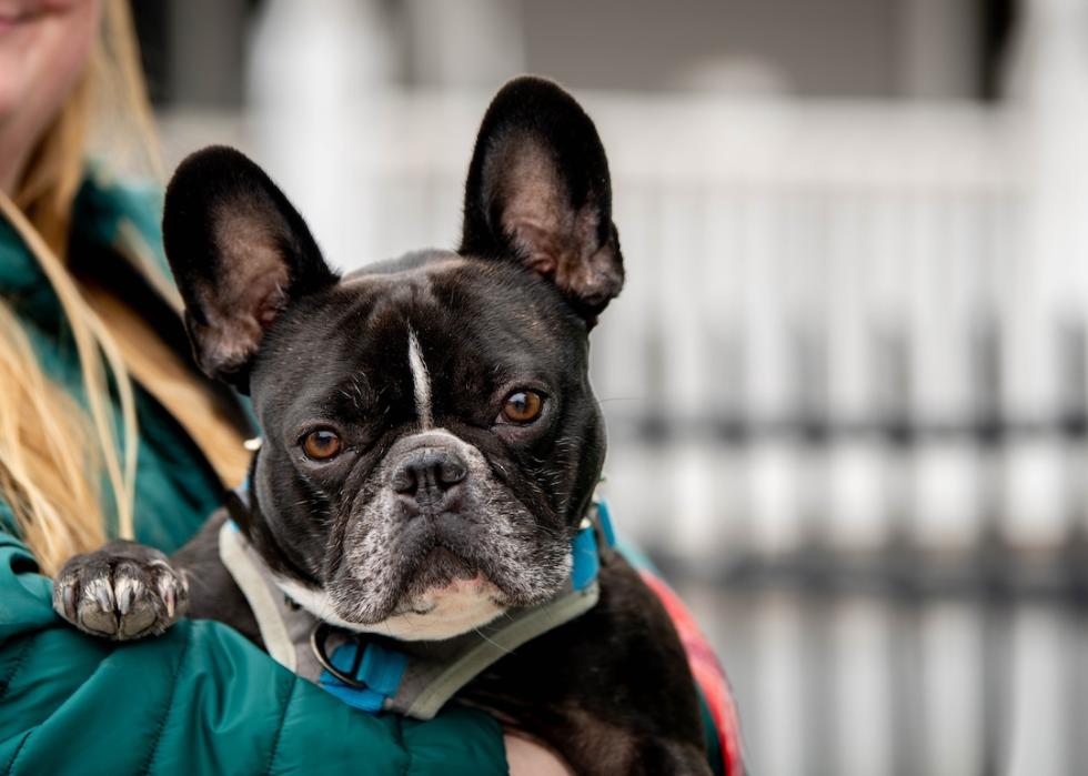 Black French bulldog held by owner looks at the camera.
