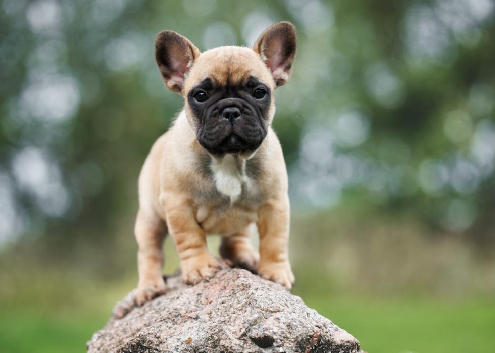 French bulldog puppy standing on a rock.