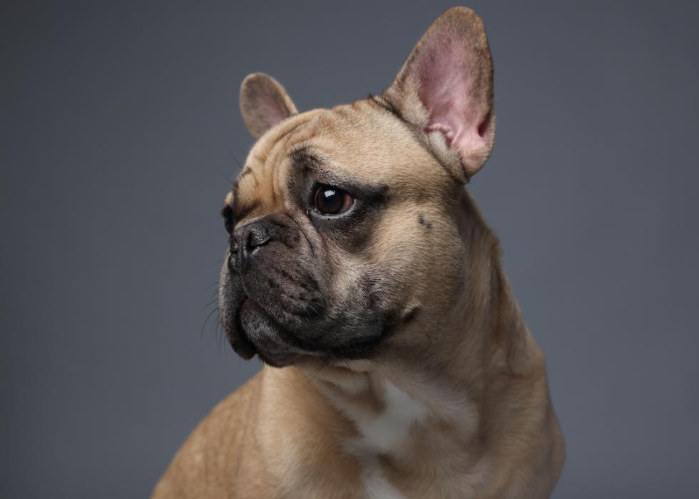 Profile of a French bulldog dog on grey background.