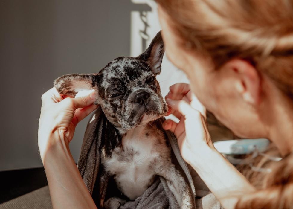 Groomer cleans a French bulldog puppy's ears.