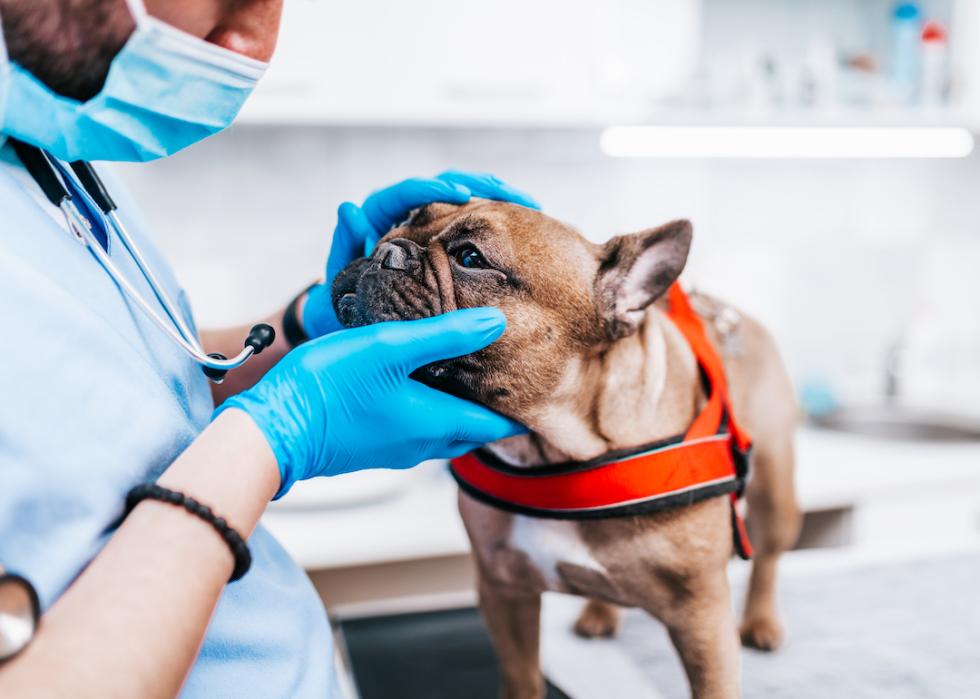 A veterinarian examines a French bulldog.
