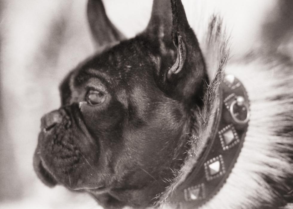 Profile of a French bulldog in the 1920s or '30s.