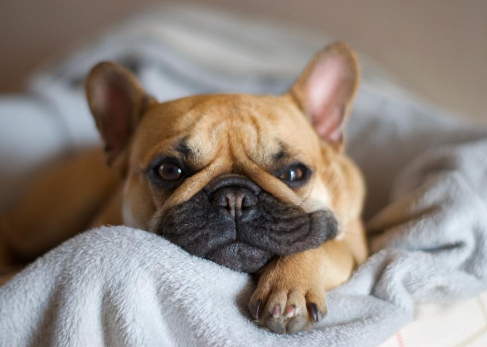 French bulldog lying comfortably on a blanket.
