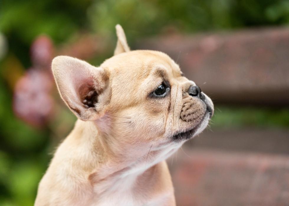 Profile of a blonde French bulldog.
